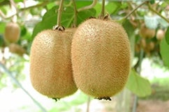 �I�̕P�L�E�C�t���[�c�@��3.6kg:24�ʓ��i�I�̗��j