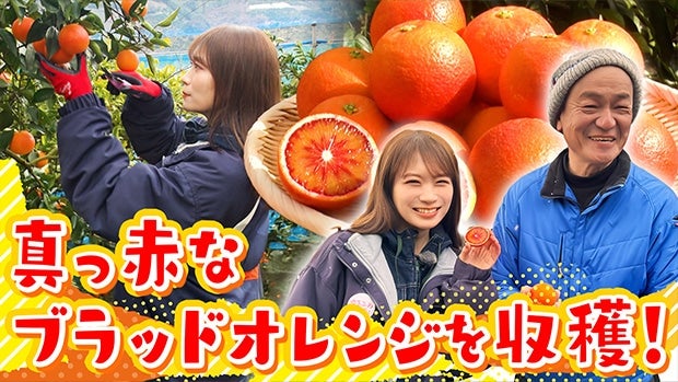 �n���C���܂ꈤ�Q�炿�́u�u���b�h�I�����W�v���H���^�Ă����n�̌��I�`���Y�҂���̃u���b�h�I�����W�ւ̔M���v������ނ��Ă��܂����`