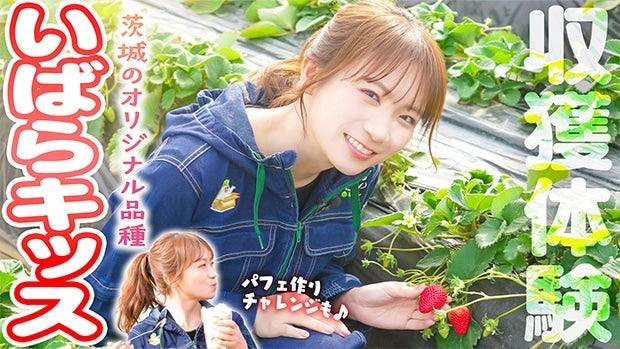 �H���^�Ă���錧�I���W�i���i��u���΂�L�b�X�v�����n�̌��I�`���΂�L�b�X���g�����p�t�F�Â���̌��ʂ́I�H�`