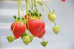 �Ò��肢�����u��߂̂��v�u���݂̂�v�ꗗ�@�Y�t�̉摜�g�p���������B