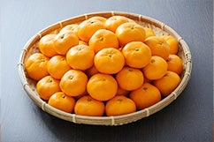 ���k�@�݂���̏��i�ꗗ