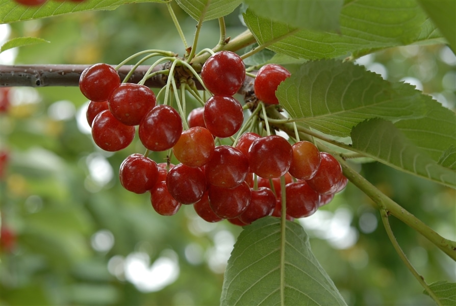 はじめのいっぽ さくらまりん 生写真付き 中古品 数量限定】大橋さくらんぼ園 勝錦（ほまれにしき）バラ詰め500g《8月