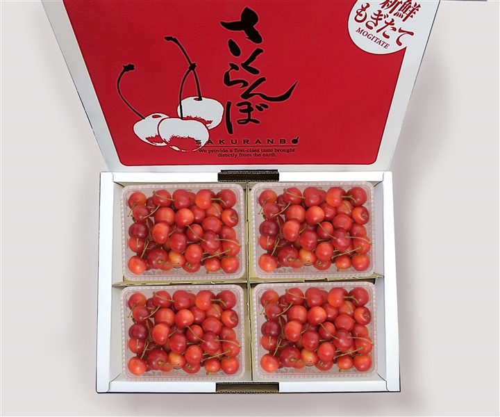 数量限定】大橋さくらんぼ園 佐藤錦パック詰め200g×4P《7月上旬～発送
