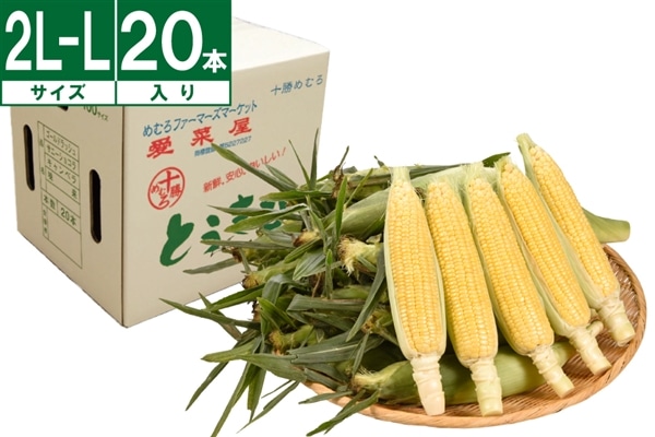十勝めむろ産イエローコーン L～2L 20本《8月上旬～発送開始