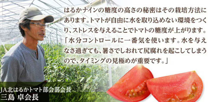 JA北はるか フルーツトマトはるかナイン12～15玉入り(約800g)《9月