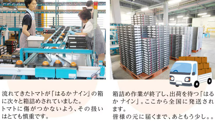 JA北はるか フルーツトマトはるかナイン12～15玉入り(約800g)《9月