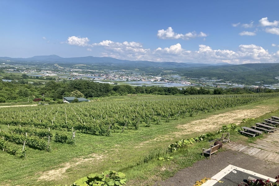 NIKI Hills Wineryのぶどう畑