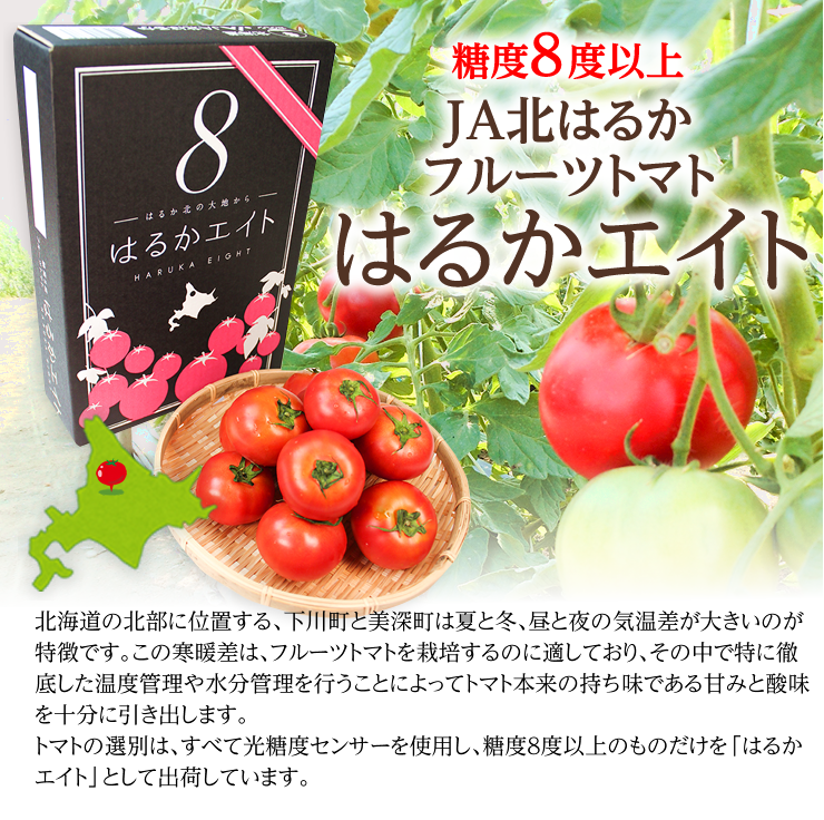 産地直送 通販 お取り寄せ お中元 Ja北はるか フルーツトマトはるかエイト 7月上旬 発送 ホクレン ｊａタウン