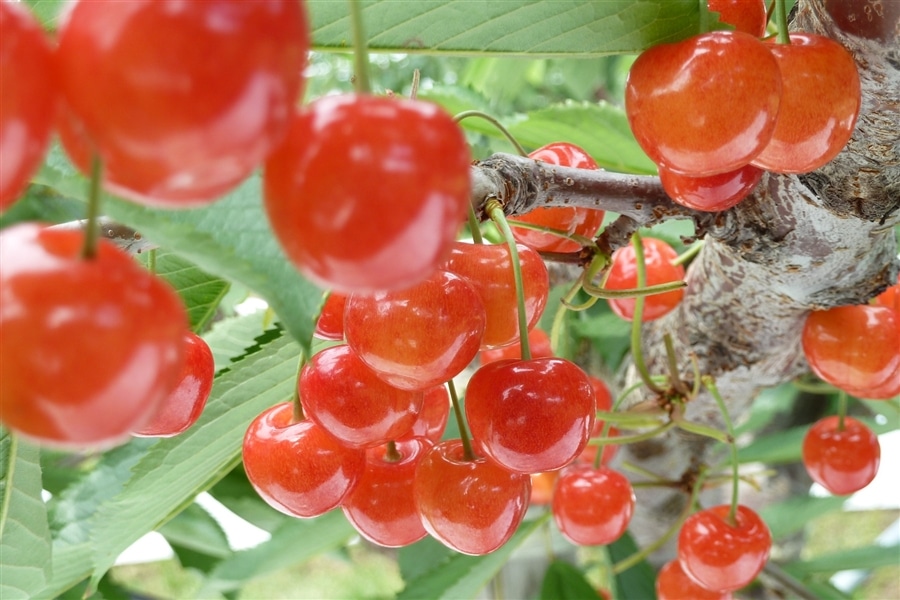 夏のJAタウン祭り）【600g】7月の北海道の旬 仁木町産
