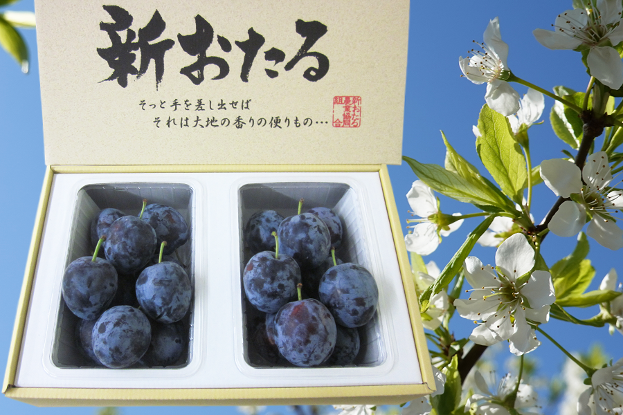 産地直送 通販 お取り寄せ 品種指定 サンタス 生のプルーン 北海道仁木町産 ｊａ新おたる紹介 ｊａタウン