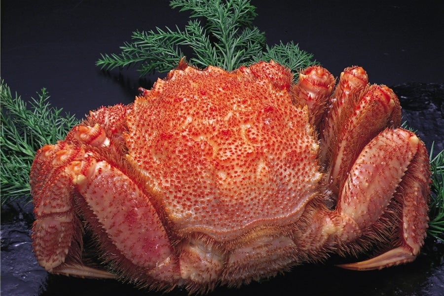 産地直送 通販 お取り寄せ 400g 1尾 北海道産ボイル毛ガニ ja新おたる紹介 jaタウン 産地直送 通販 お取り寄せ 400g 1尾 北海道産ボイル毛ガニ ja新おたる紹介 jaタウン