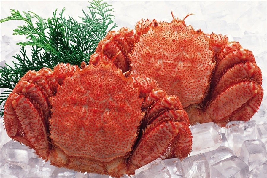 産地直送 通販 お取り寄せ 400g 2尾 北海道産ボイル毛ガニ ja新おたる紹介 jaタウン 産地直送 通販 お取り寄せ 400g 2尾 北海道産ボイル毛ガニ ja新おたる紹介 jaタウン