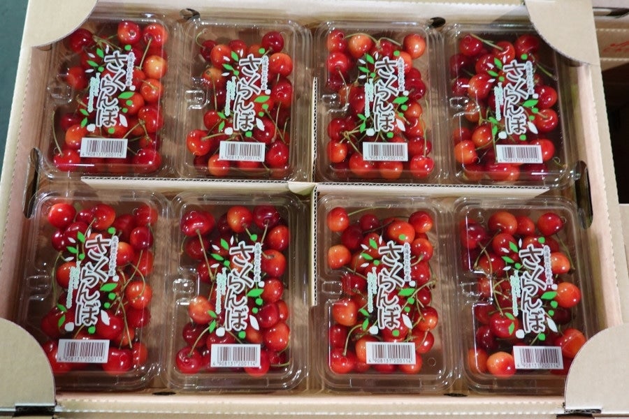 さくらんぼ様 7点セット 先行受付 北海道 仁木町産 さくらんぼ 紅秀峰 1.2kg (300g×4パック) L
