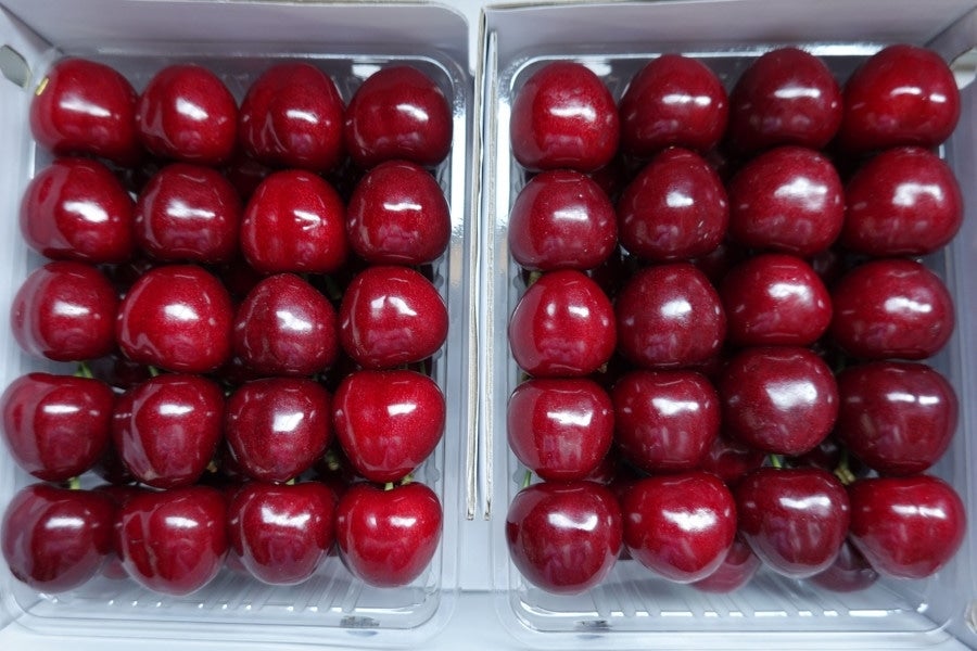 産地直送 通販 お取り寄せサミット ７月の北海道の旬 仁木町産さくらんぼ お中元にも ｊａ新おたる紹介 ｊａタウン