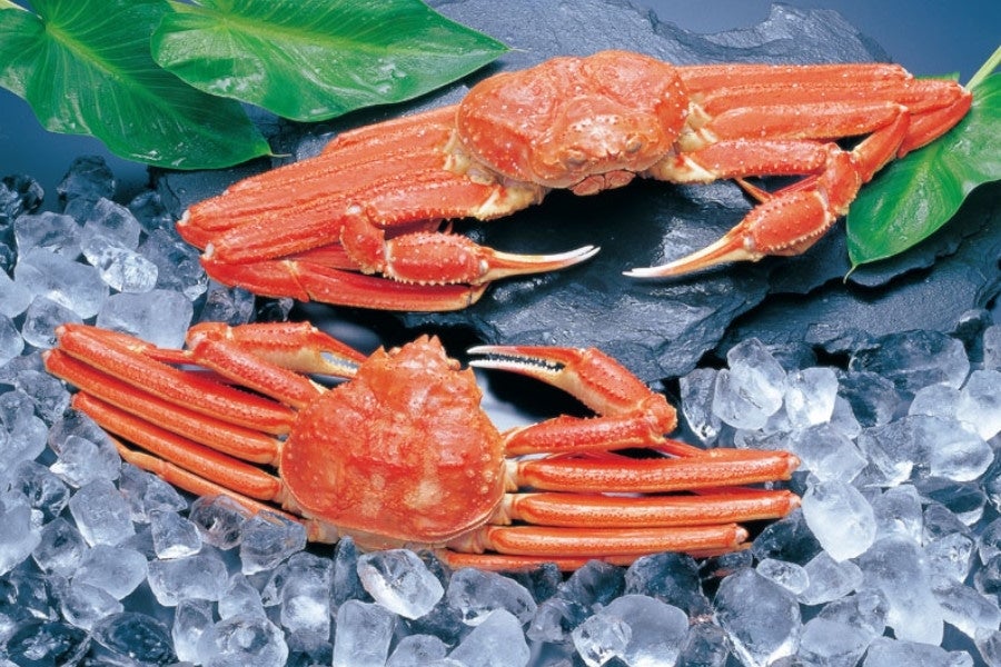 産地直送 通販 お取り寄せ お歳暮 北海道産紅ずわいがに ｊａ新おたる紹介 ｊａタウン