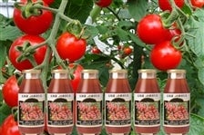 【感謝価格】飲料/酒【もてもてネ180ml×6本】miniトマトジュース