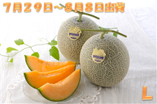 L（7月29日～8月8日出荷）富良野メロン2玉（秀品）: 北海道の