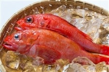 【鮮魚】旬の魚「きんき」：北海道根室　カネコメ高岡商店