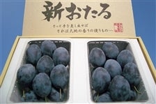 ̃v[uTv[v 400g×4pbN