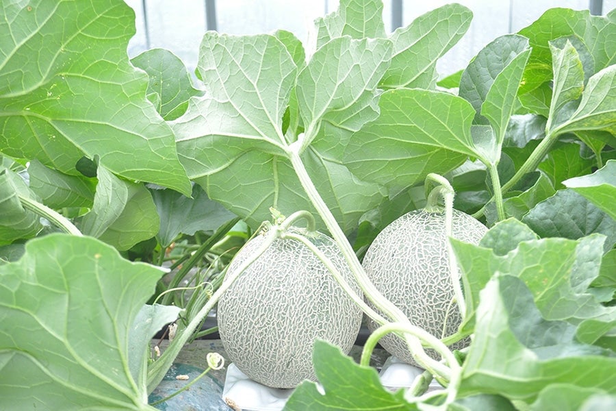 夕張メロン優品1玉チョコ5個(カカオキャット)セット