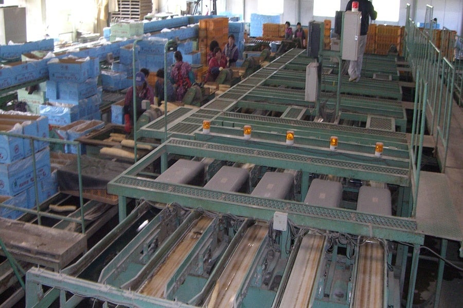 ※ながいもが選別されている様子です。