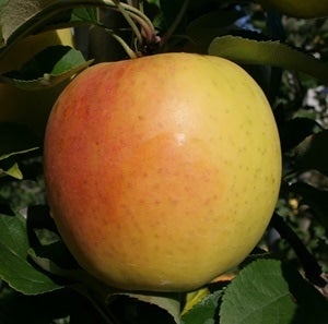 ★お客様送料負担なし★ぐんま名月約3kg(9~12玉) JAつがる弘前【限定50箱!】