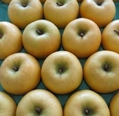 �����O�\�񁚁y�����p�z �V�i�m�S�[���h ��3kg 9�`12�ʁ@JA����O�O