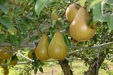 qlSȂmȂu[lEN[NvTkgi10E12ʁji`