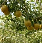 qlSȂyƒpzmȂu[lEN[NvTkgi13E14ʁji`