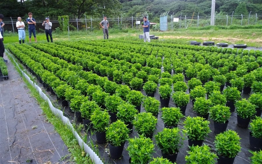 産地直送 通販 お取り寄せ【花巻ブルーシリーズ】 鉢植リンドウ （花巻銀河ブルー）: いわて純情館|ＪＡタウン