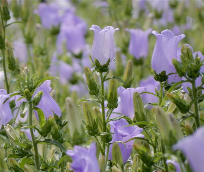 産地直送 通販 お取り寄せ花巻ブルーシリーズ カンパニュラ チャンピオンスカイブルー いわて純情館 ｊａタウン