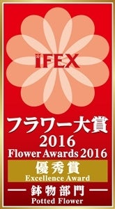 産地直送 通販 お取り寄せ 花巻ブルーシリーズ 鉢植リンドウ 花巻銀河ブルー いわて純情館 ｊａタウン