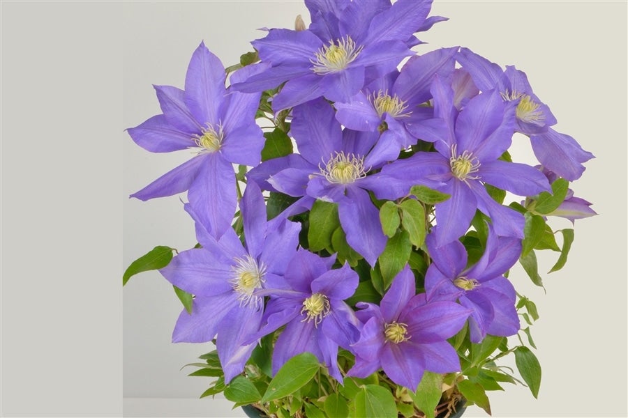 産地直送 通販 お取り寄せ母の日 花巻ブルーシリーズ クレマチス H Fヤング いわて純情館 ｊａタウン