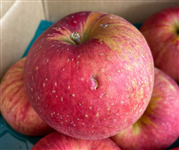 [�󂠂�]�T���ӂ���10kg(28�`40��) 12�����{�`���{���ɏ�������