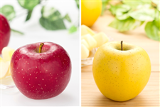 ���Ε�[�����p]�T���ӂ��E�V�i�m�S�[���h�~�b�N�X��5kg(14�`20��) 12�����{���`���������\��