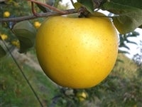 [�ƒ�p]�V�i�m�S�[���h��10kg(����36�`40��)2����{�`���{�����\��