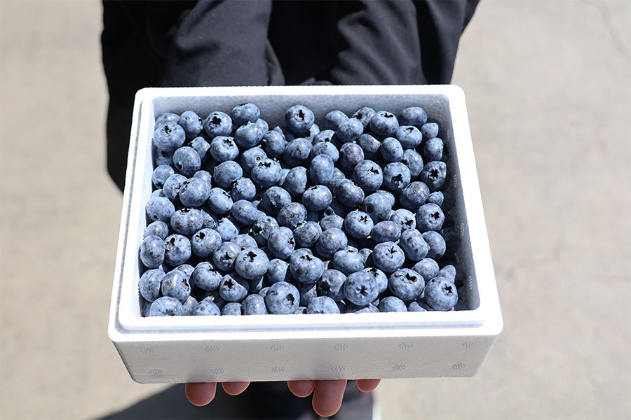 岩手県産ブルーベリー Lサイズ 発泡箱1kg: いわて純情セレクト|【JA
