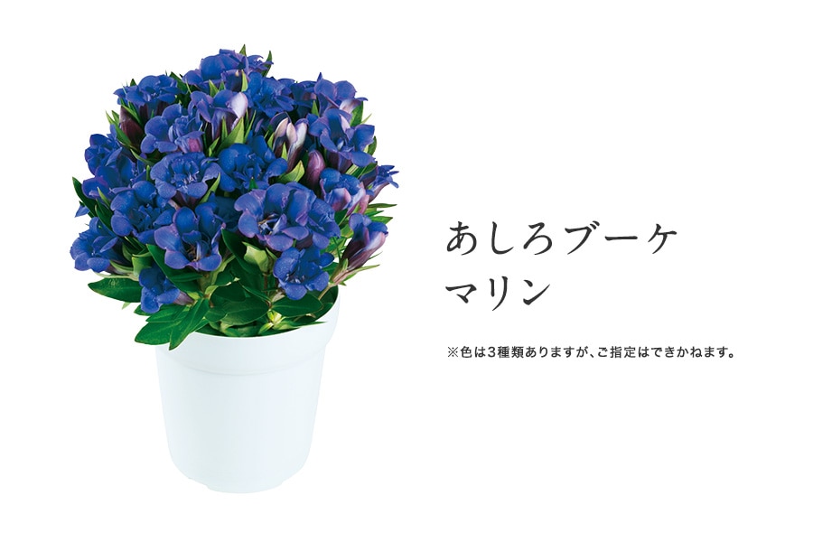 安代りんどう・あしろブーケ鉢花（色おまかせ）: いわて純情セレクト