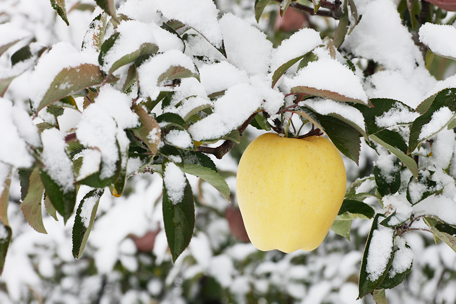 【予約】いわて純情りんご「冬恋」 約2.5kg (8-11玉)