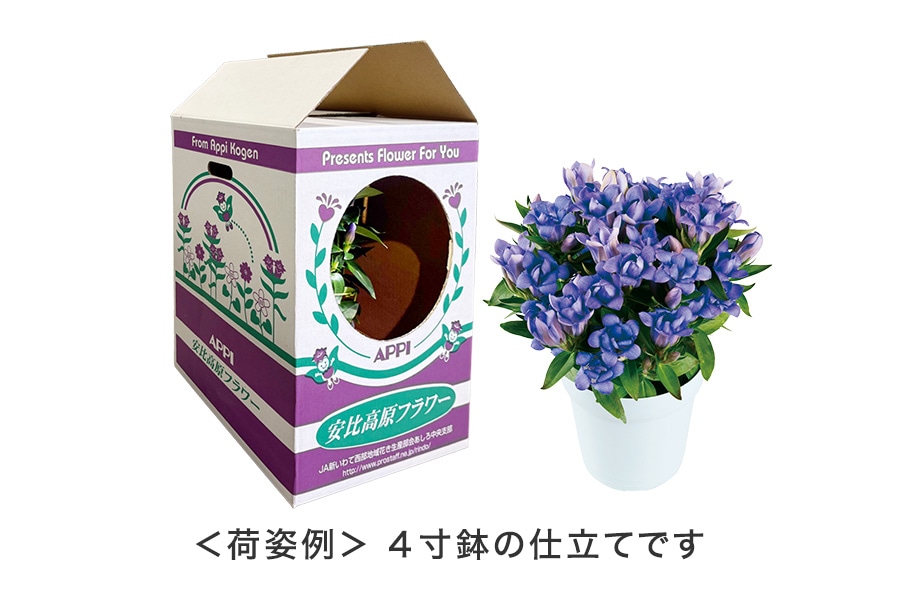 安代りんどう・あしろブーケ鉢花（色おまかせ）: いわて純情セレクト