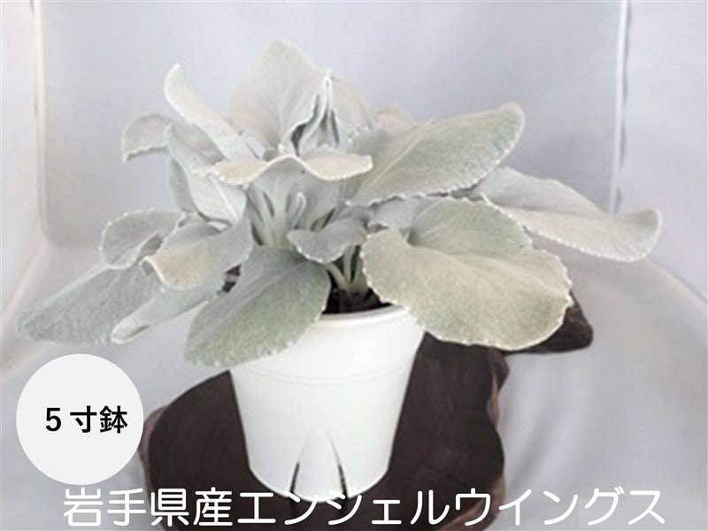 産地直送 通販 お取り寄せ岩手県産エンジェルウイングス 5寸鉢 15cm 1鉢 贈答用 いわて純情セレクト jaタウン 産地直送 通販 お取り寄せ岩手県産エンジェルウイングス 5寸鉢 15cm 1鉢 贈答用 いわて純情セレクト jaタウン
