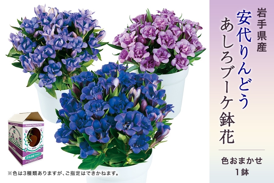 安代りんどう・あしろブーケ鉢花（色おまかせ）: いわて純情セレクト