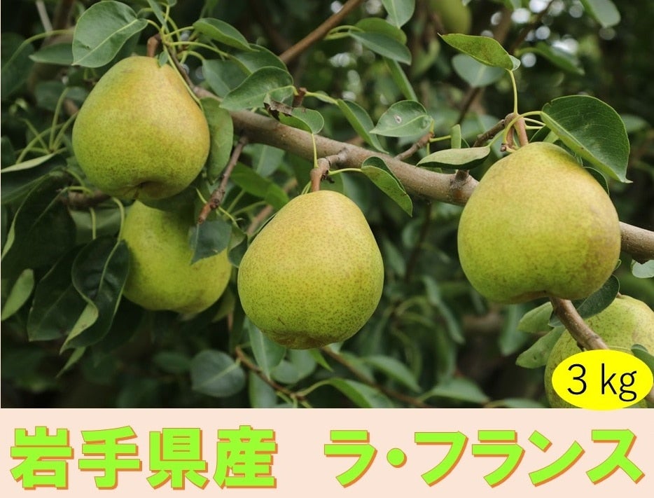 産地直送 通販 お取り寄せ梨（なし）|ＪＡタウン
