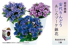 安代りんどう・あしろブーケ鉢花（色おまかせ）: いわて純情セレクト