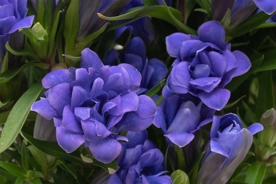 産地直送 通販 お取り寄せ 予約商品 鉢花りんどう 蒼孔雀 Jaいわて花巻 ｊａタウン
