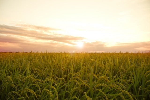 2kg【特別栽培米】花巻市東和特別栽培米ひとめぼれ 2kg