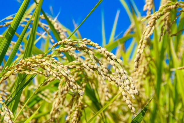 2kg【特別栽培米】花巻市東和特別栽培米ひとめぼれ 2kg