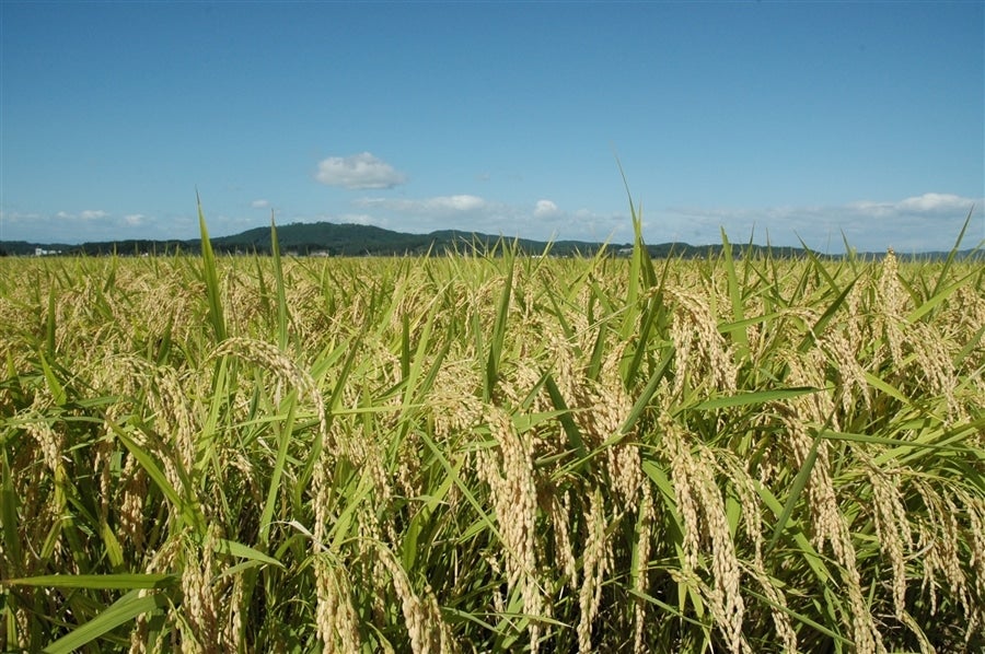 □令和6年産□ひとめぼれ5kg 精米 宮城県産(JAいしのまき □令和6年産□ひとめぼれ5kg 精米 宮城県産(JAいしのまき