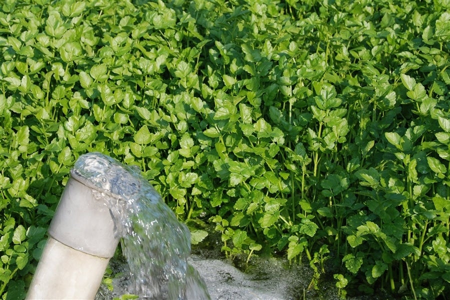 産地直送 通販 お取り寄せ仙台せり 2ｋｇ タウンショップみやぎ ｊａタウン