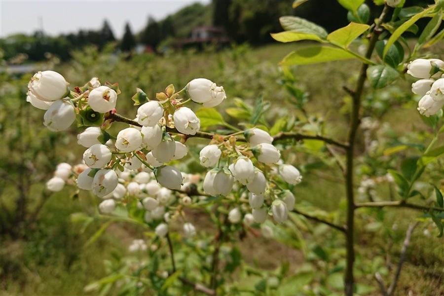 ブルーベリー(生果)